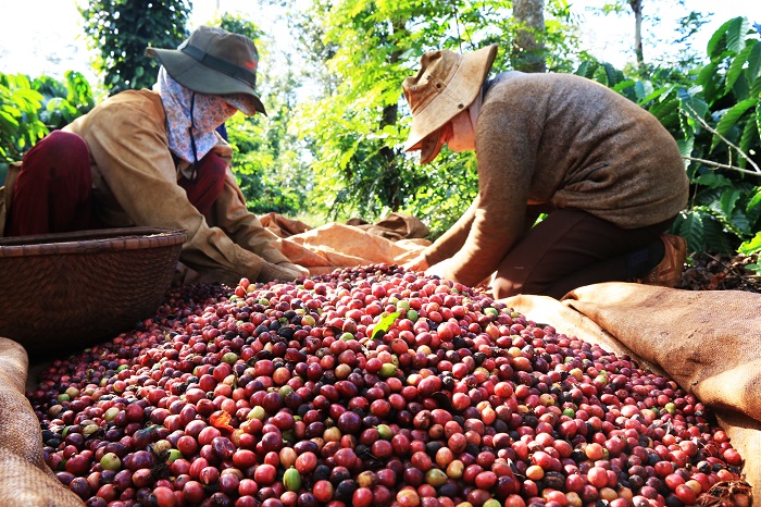 Vietnam’s Coffee Harvest Down on Dry Weather