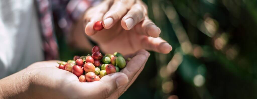 closeup agriculturist hands holding fresh arabica coffee berries coffee plantation farmer picking coffee bean coffee process agriculture