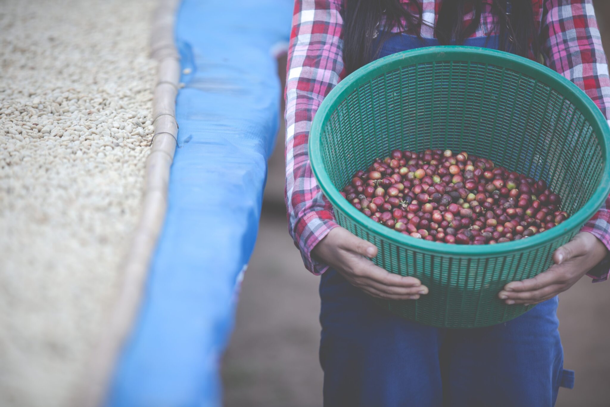 farmers who grow women are happy dry coffee beans scaled