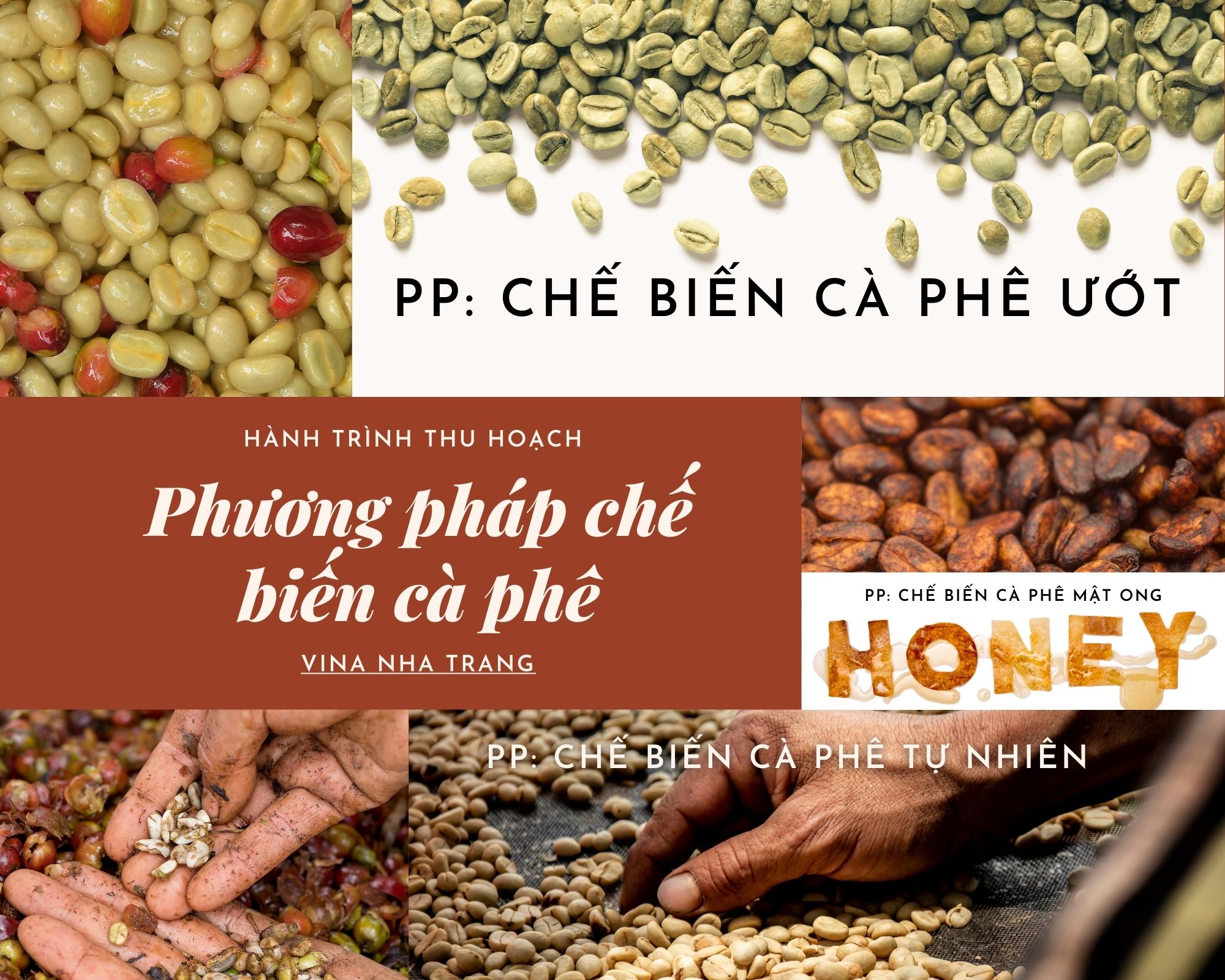 HÀNH TRÌNH THU HOẠCH VÀ PHƯƠNG PHÁP CHẾ BIẾN CÀ PHÊ ƯỚT