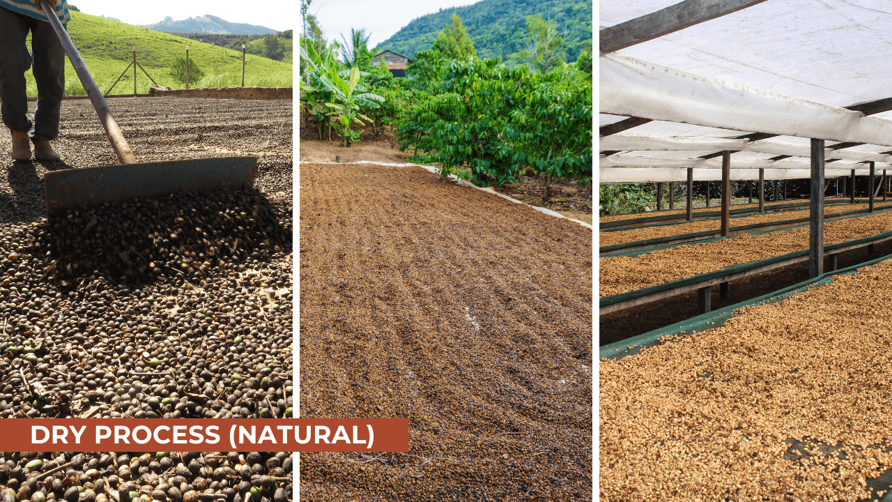 coffee dry process coffee natural process