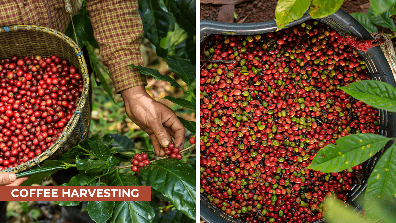 harvest coffee beans