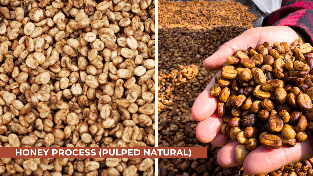 coffee honey process pulped natural process