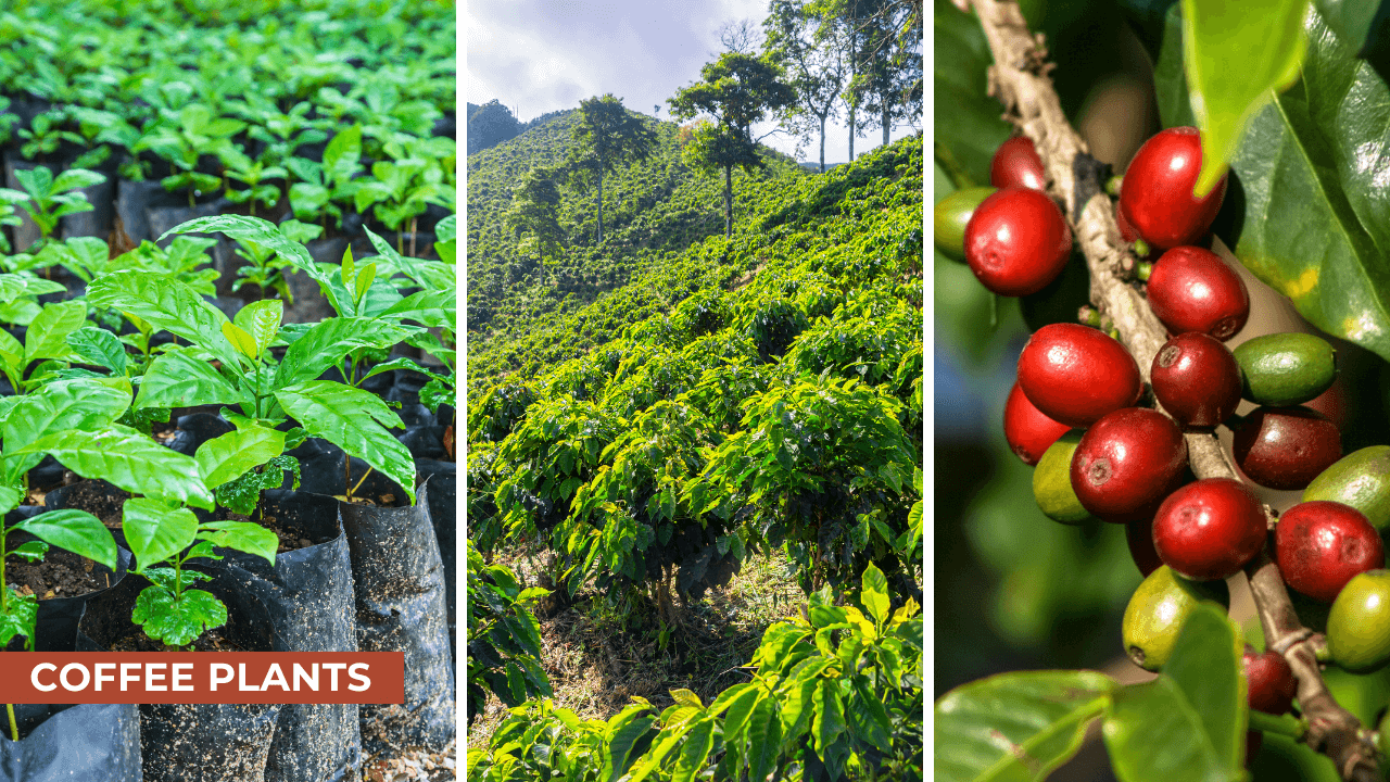 coffee plants