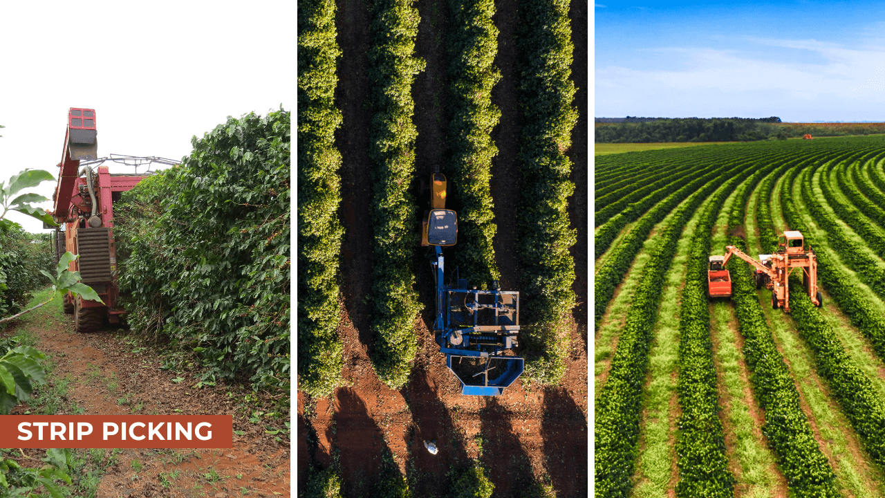 coffee strip picking