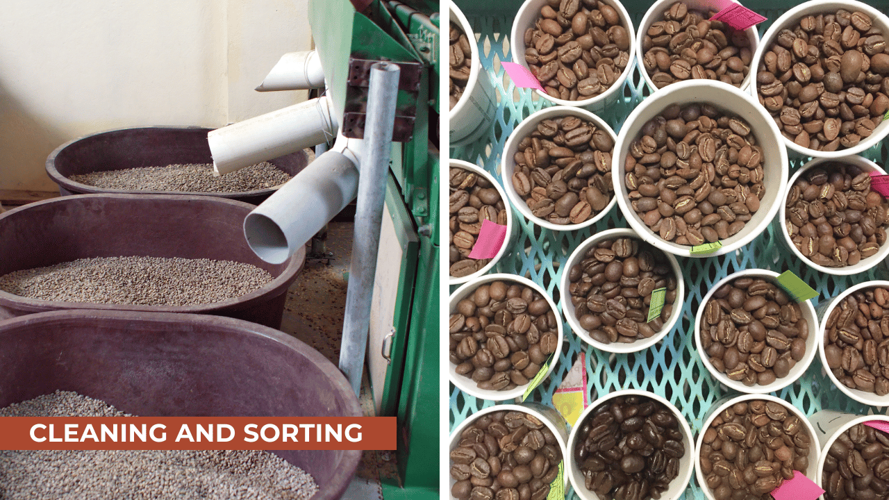 Coffee bean Cleaning and Sorting