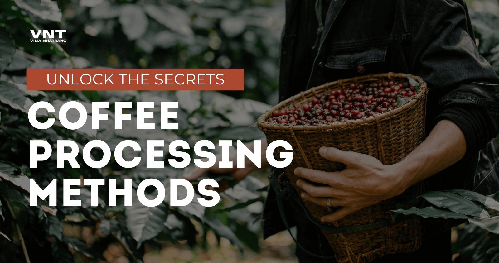 Coffee Processing Methods: Unlocking the Secrets Behind Your Cup of Coffee