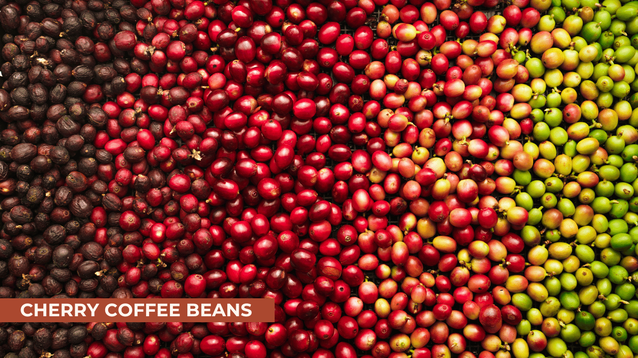 Cherry coffee beans,red coffee ripeness dry process coffee