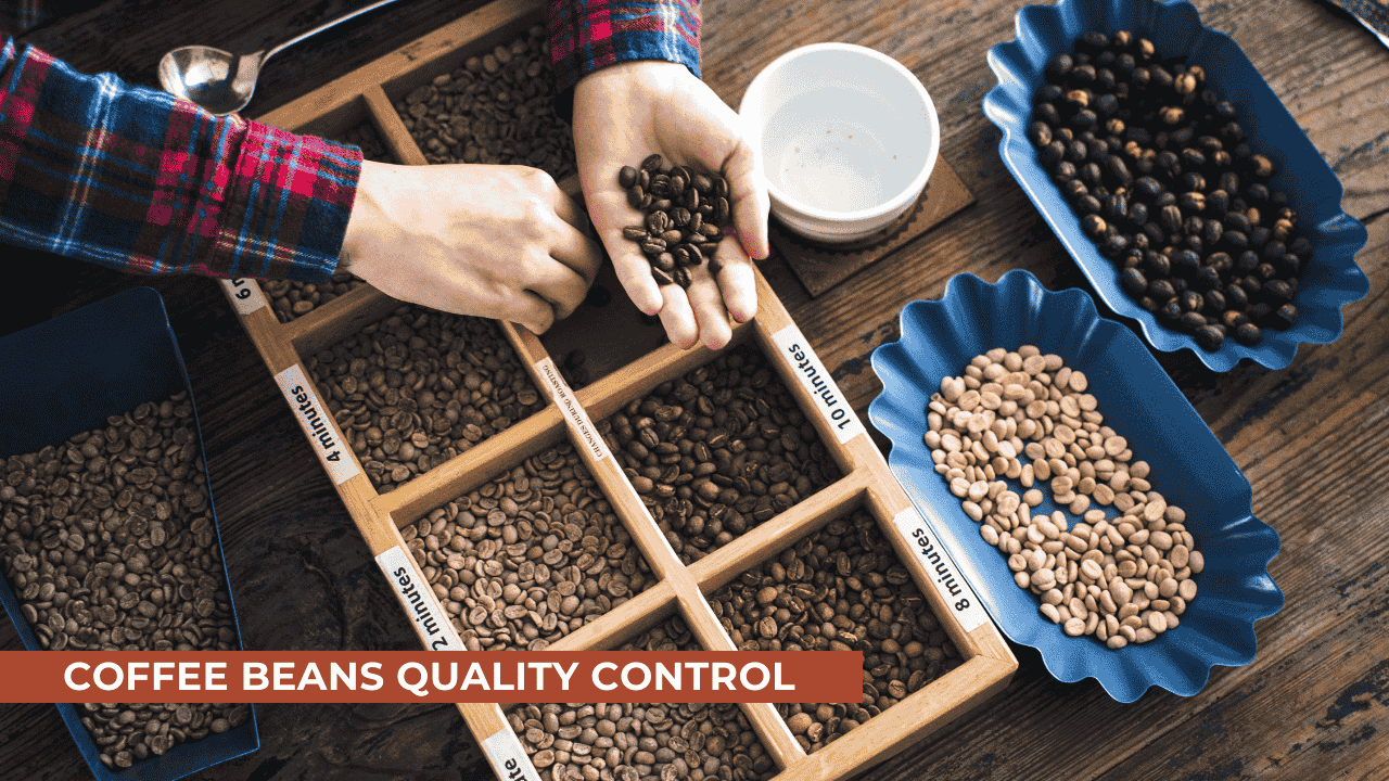 Coffee beans quality control