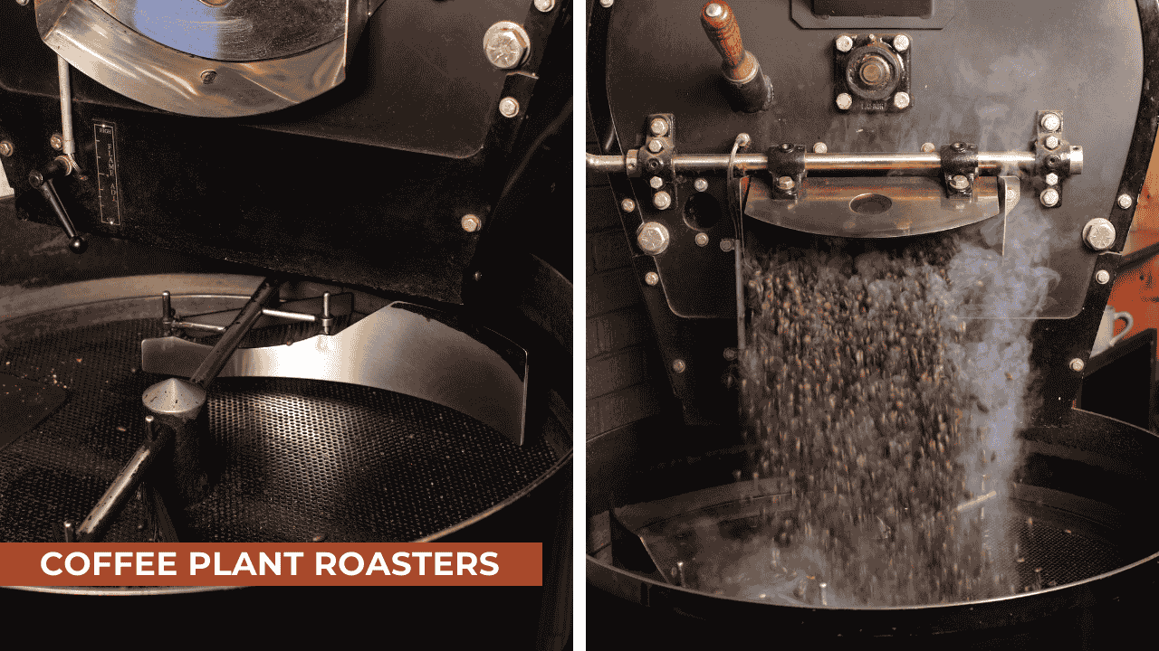 coffee plant roaster