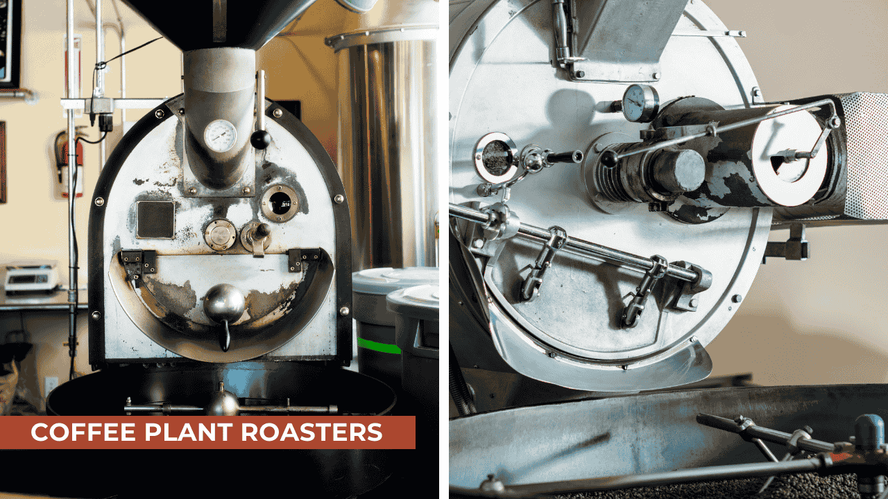 coffee plant roaster