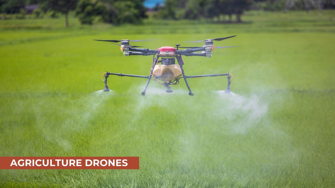 Agriculture Drones Glide above Rice Fields Spraying Fertilizer