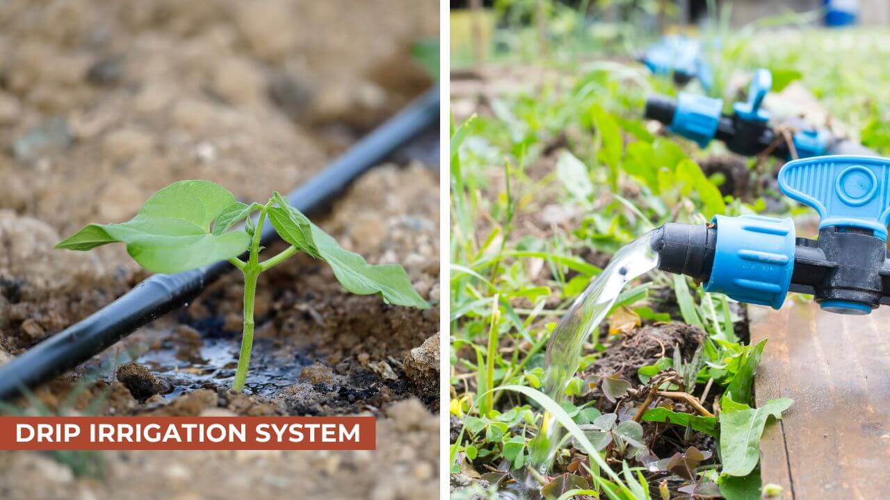 Close-up of a drip irrigation system with blue emitters watering young plants in the soil, providing efficient water distribution in a garden or field