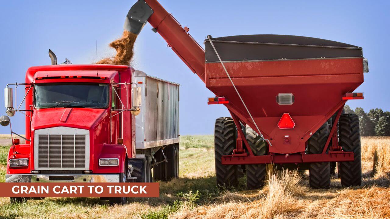 A red grain cart unloading harvested grain into a red semi-truck trailer in a wheat field on a sunny day with a clear blue sky