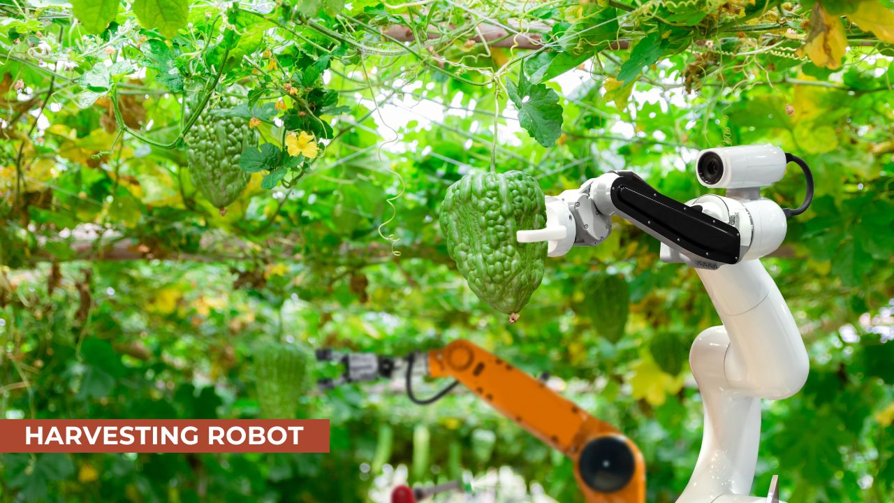 A robotic harvesting arm picking ripe vegetables from a vine in a greenhouse, showcasing advanced automation technology for precision farming