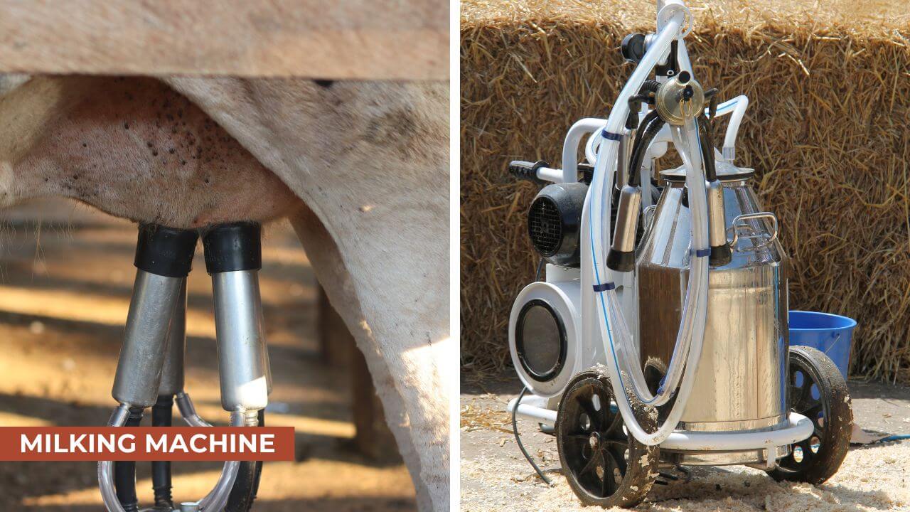 A milking machine with attached suction cups on a cow's udder, alongside the portable milking machine setup, including hoses and a milk container in a barn environment