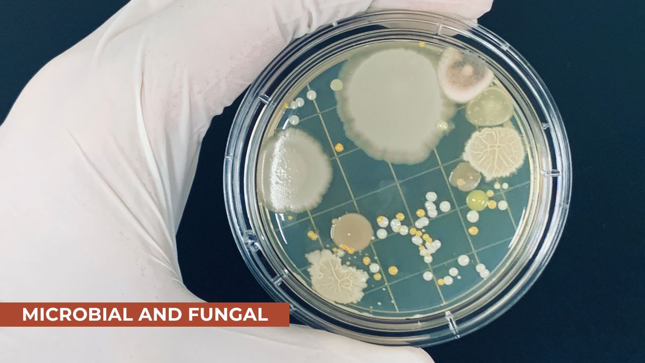 Microbial and Fungal